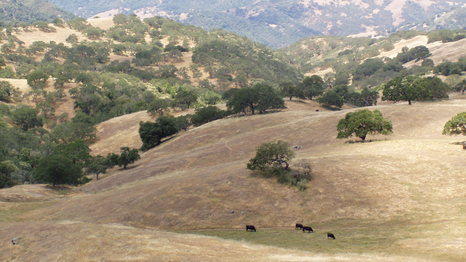 Clark Company Rancho El Toro